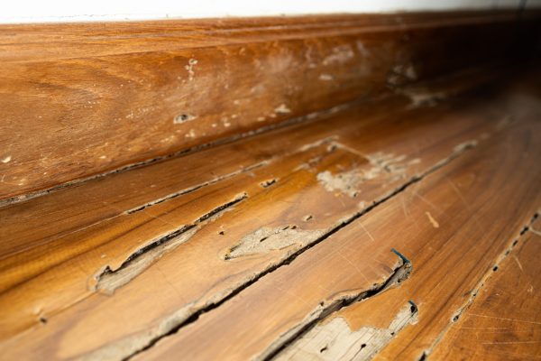 Damage of wooden floor inside buildings or wooden structures in the house,decay in wood after drywood termites infest and feed on wood,problem of termite infestation in home